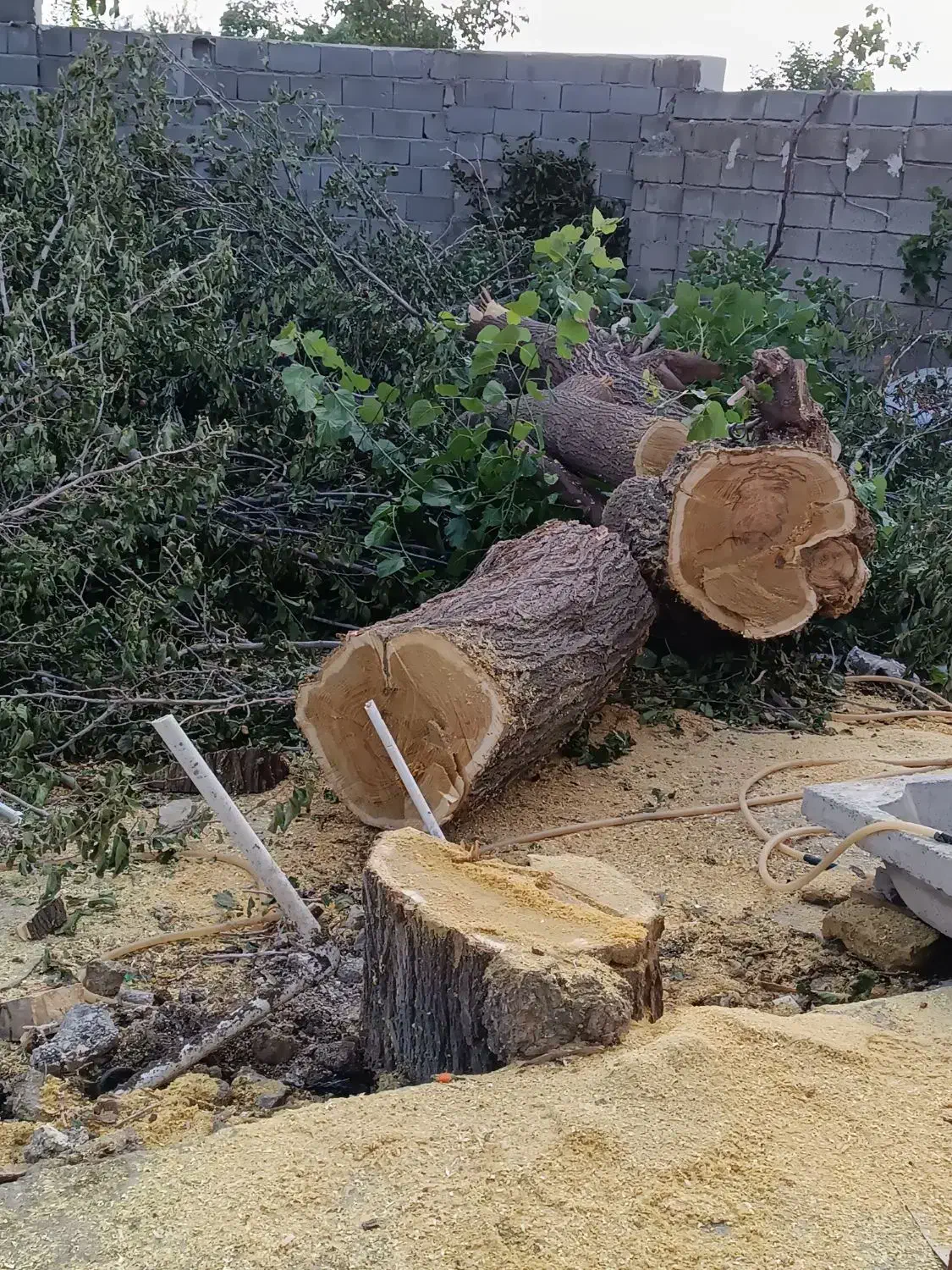 خرید چوب وبرش شاخه زنی|خدمات باغبانی و درختکاری|ارومیه, |دیوار