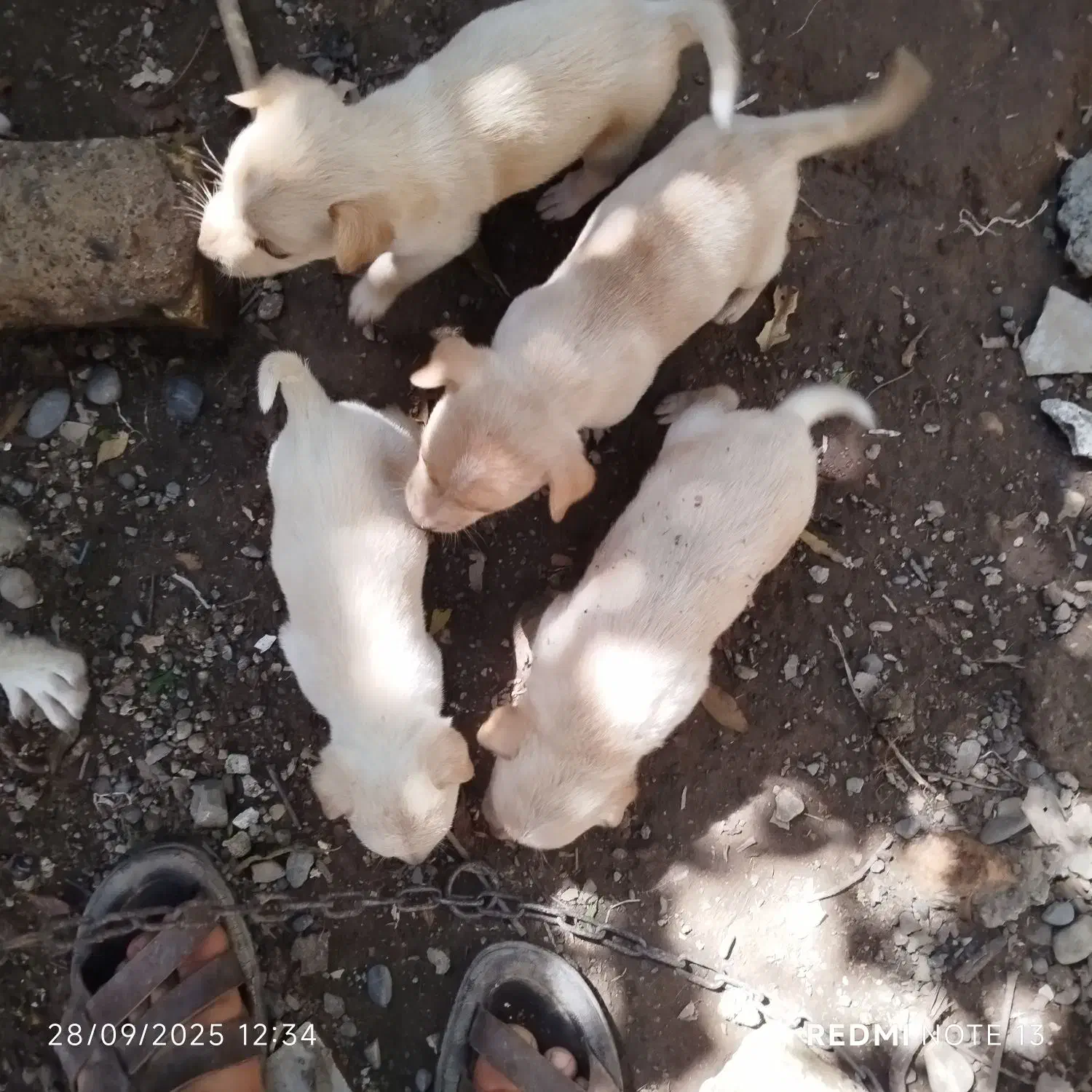 واگذاری سگ پا کوتاه باهوش گوش تیز|سگ|گرگان, |دیوار