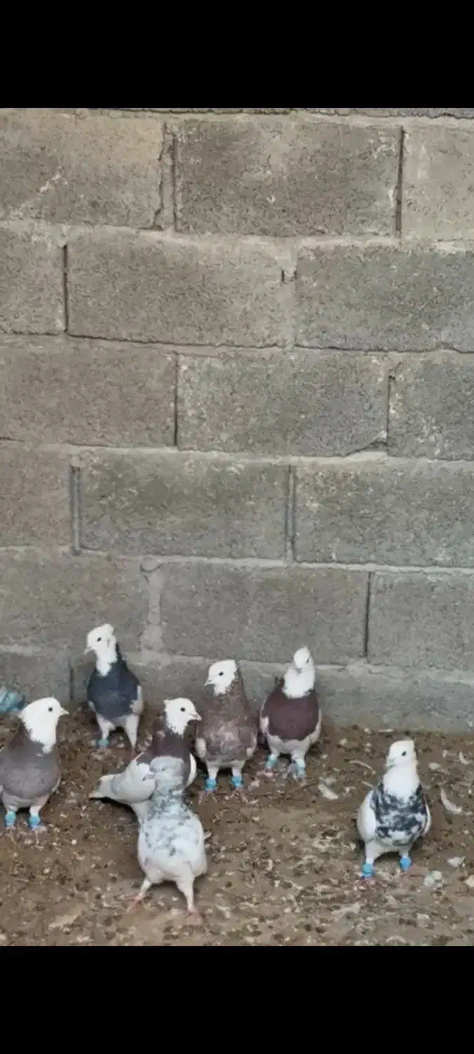 فروش 6 عدد طوقی خوب با یه کله|پرنده|بندرعباس, |دیوار