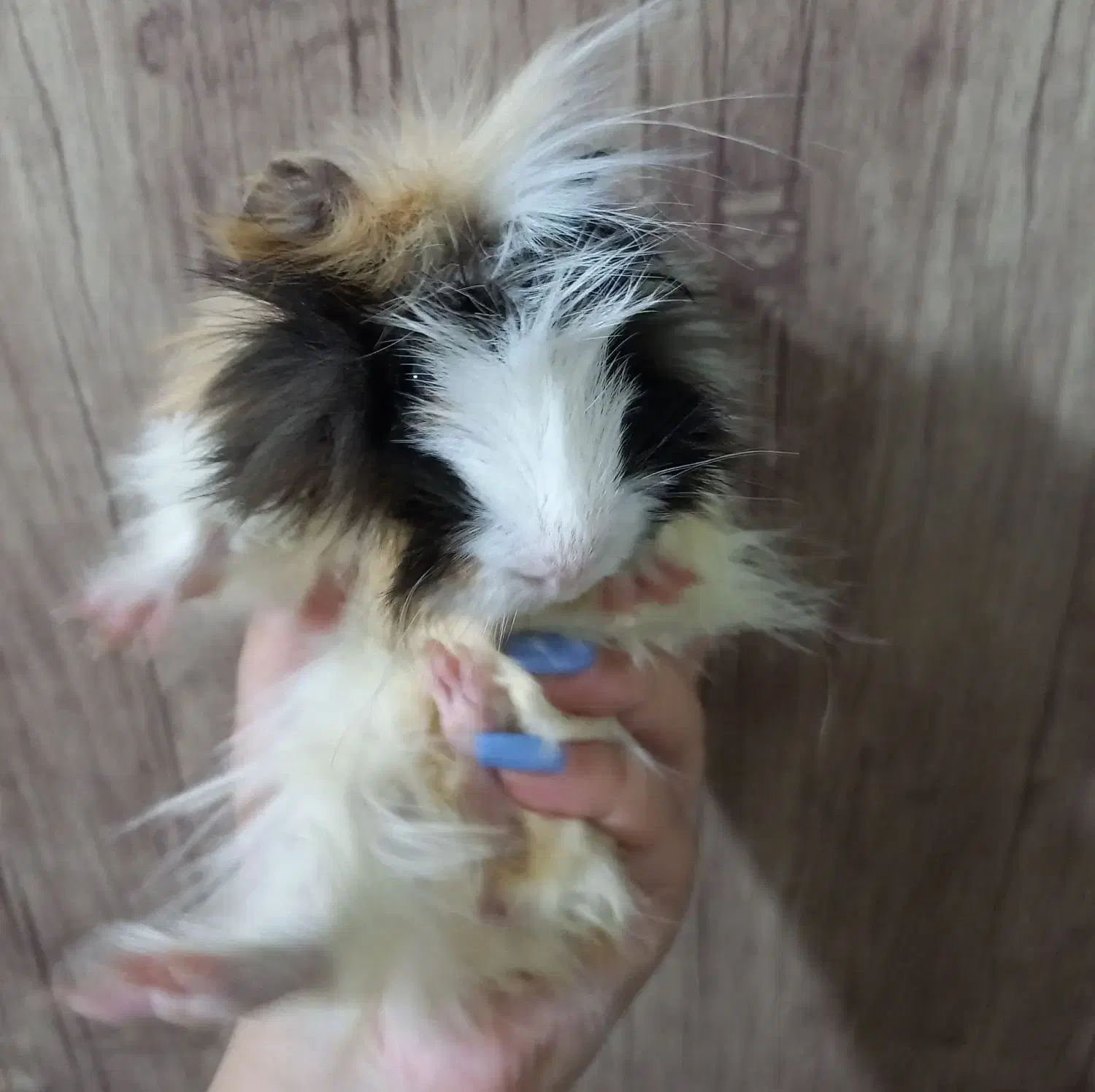 خوکچه هندی|موش و خرگوش|قزوین, |دیوار