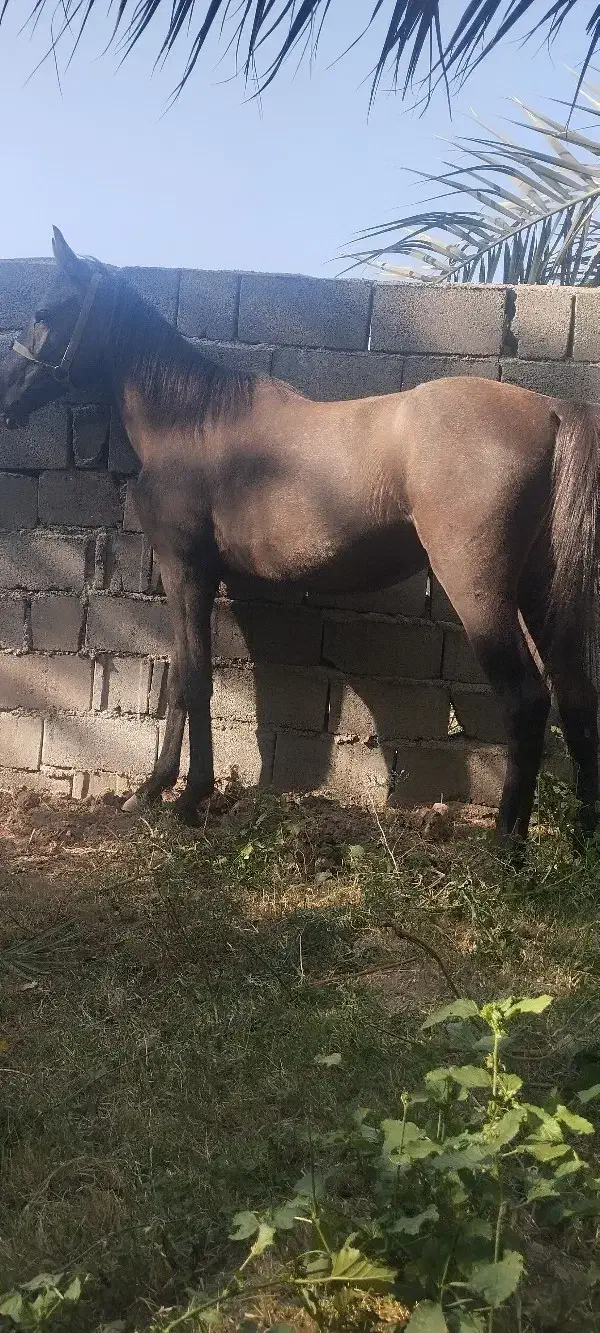 فروش اسب|اسب و تجهیزات اسب‌سواری|نرماشیر, |دیوار