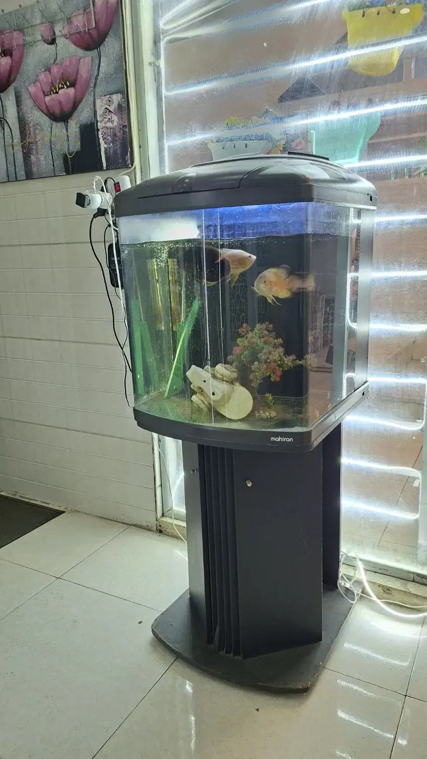 اکواریوم|ماهی|بروجرد, |دیوار