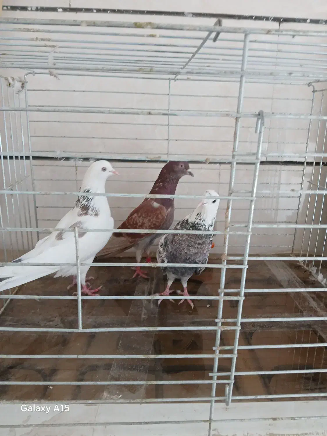 10 عدد کبوتر غریبگیری همه باهم یک میلیون دیویست|پرنده|ماهدشت, |دیوار