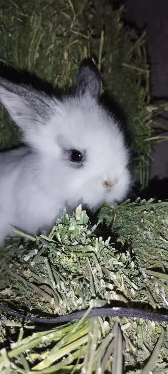 بچه خرگوش|موش و خرگوش|پاوه, |دیوار