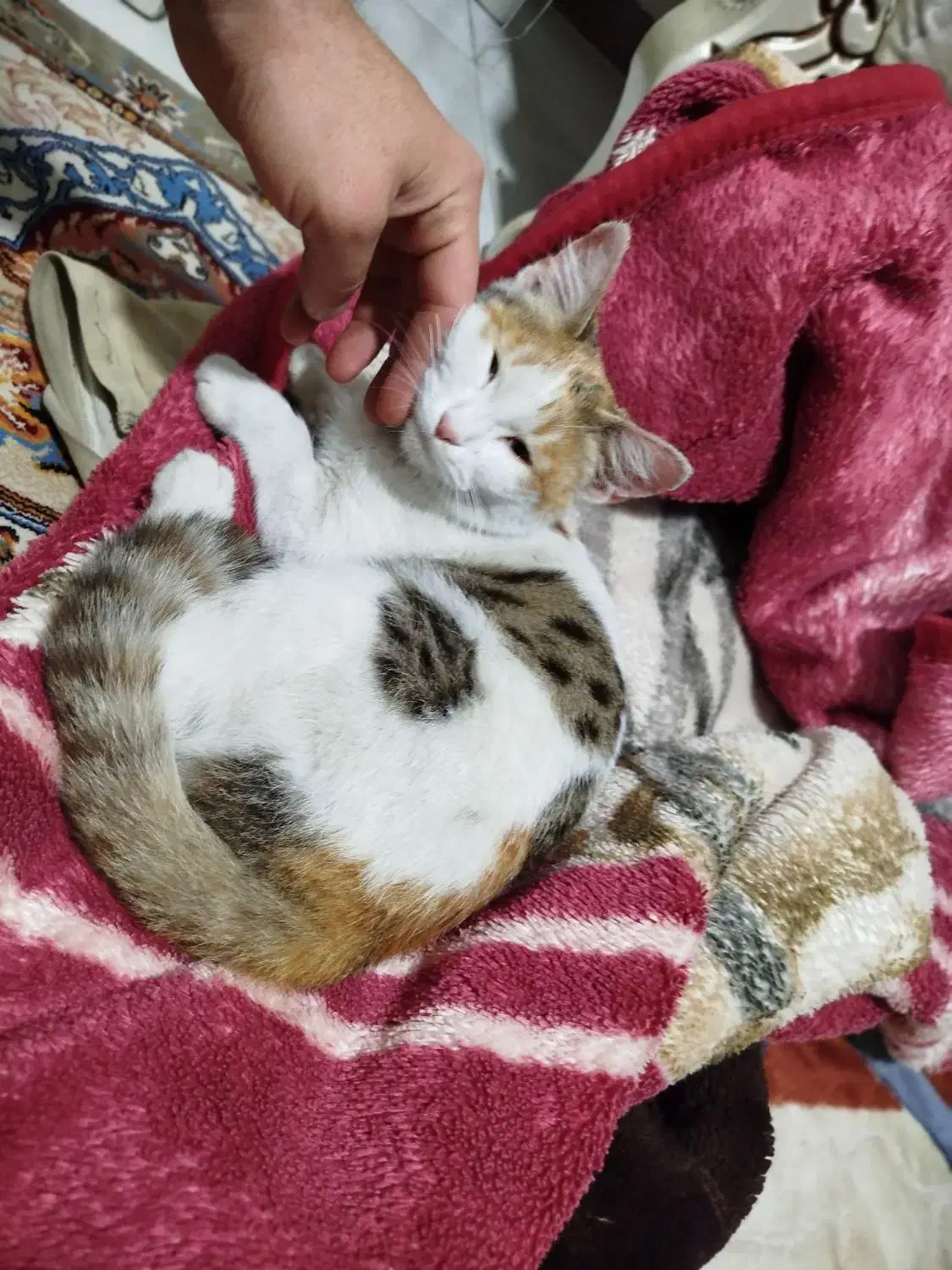 گربه خونگی|گربه|هشتگرد, هشتگرد قدیم|دیوار