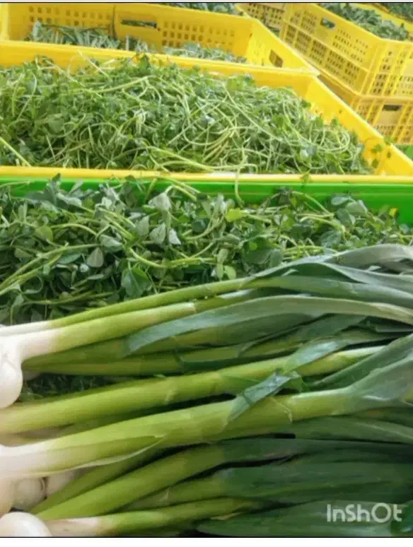 پخش سبزی پاک شده شسته شده|خوردنی و آشامیدنی|کرج, آق تپه|دیوار