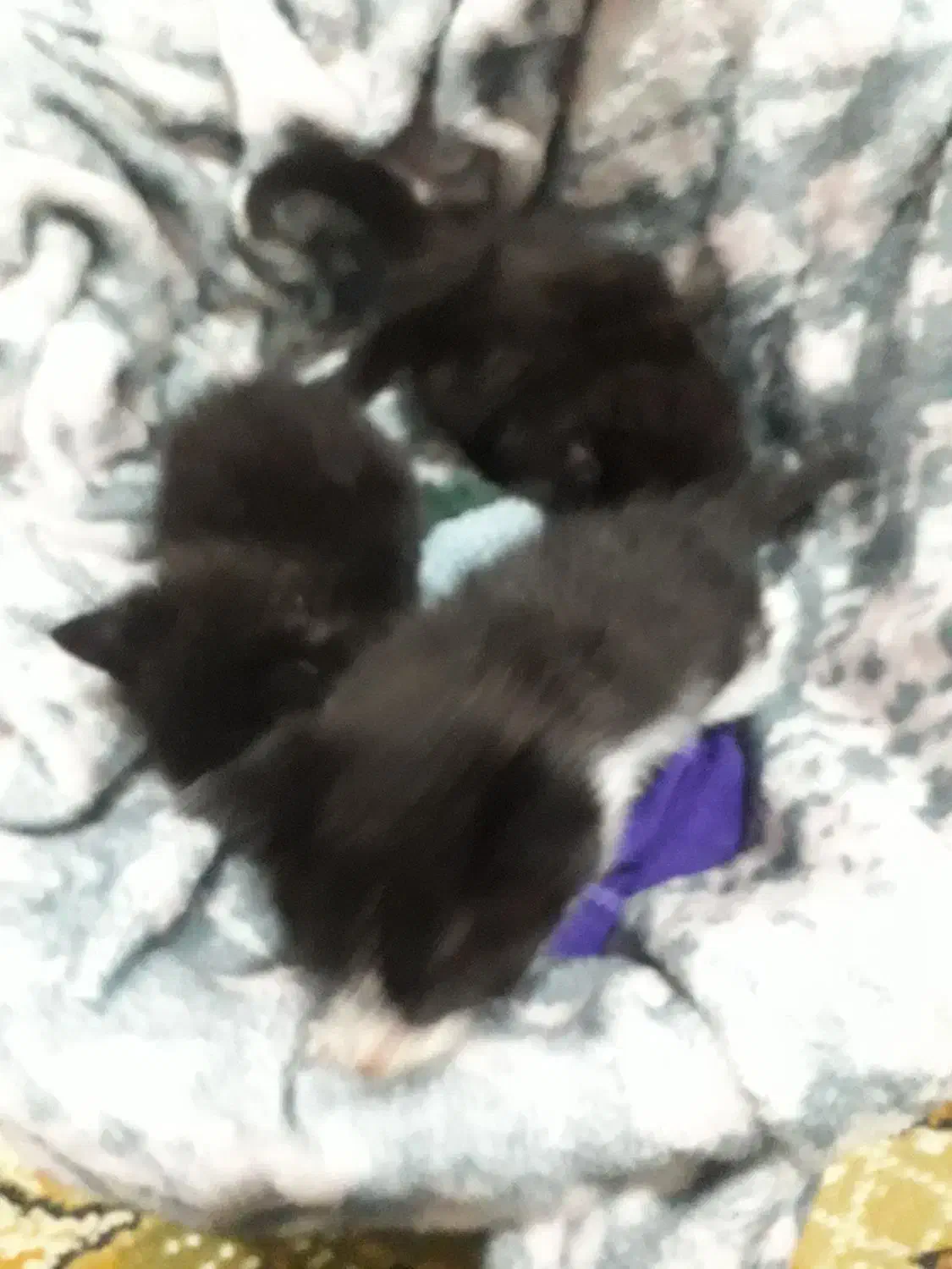 واگذاری خیلی خیلی فوری ونوزادگربه دی اس اچ|گربه|دامغان, |دیوار