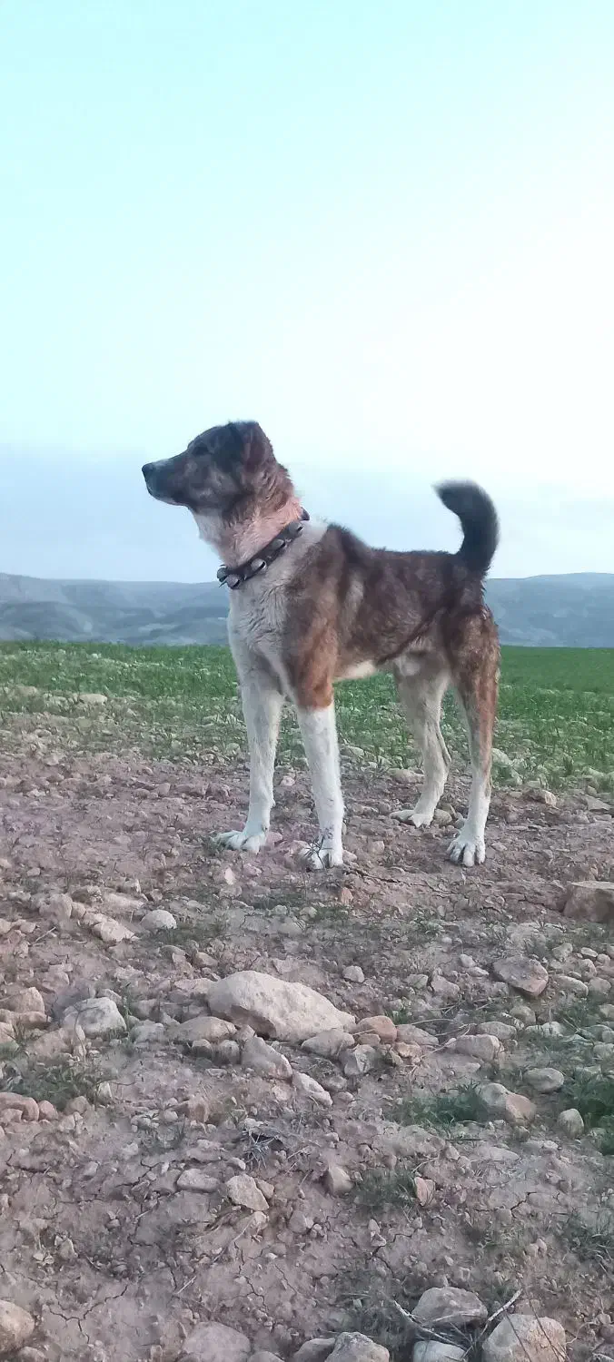 سگ افغان|سگ|پیشخور, |دیوار