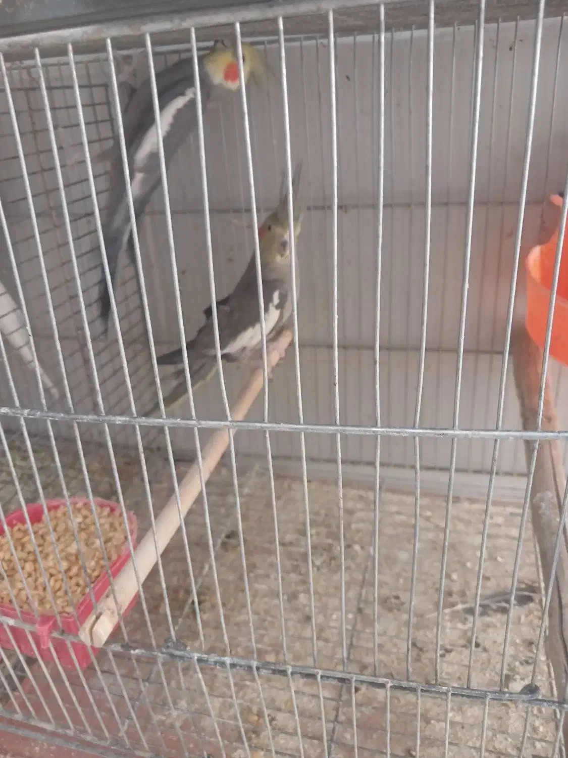 جفت عروس هلندی خاکستری|پرنده|بم, |دیوار