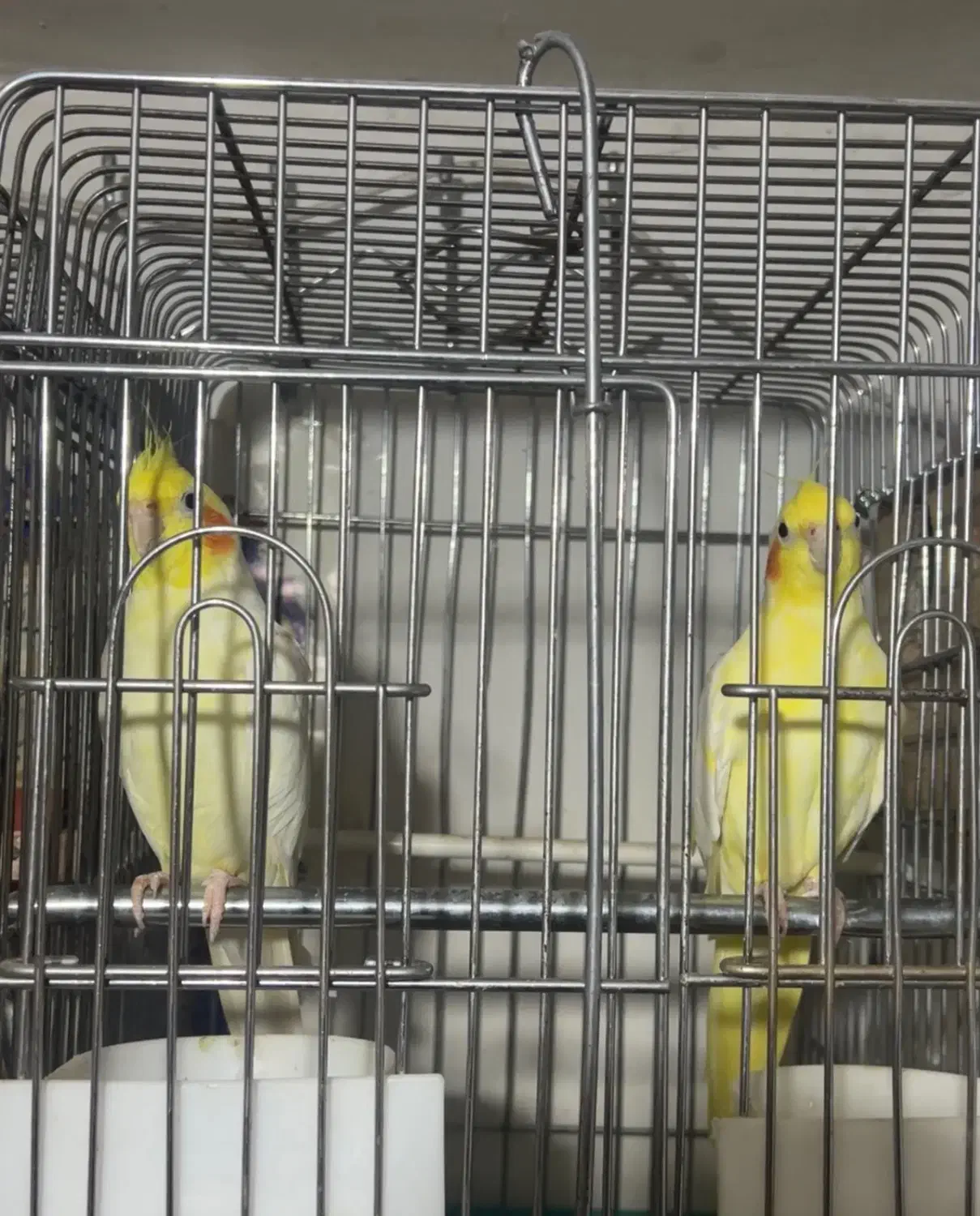 طوطی عروس مولد|پرنده|آمل, |دیوار