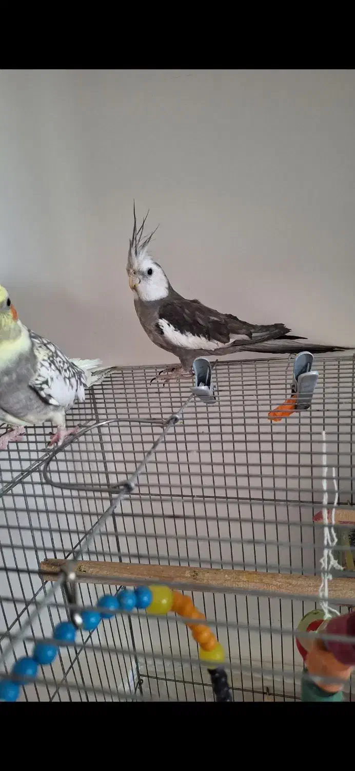 عروس هلندی جفت|پرنده|دلیجان, |دیوار