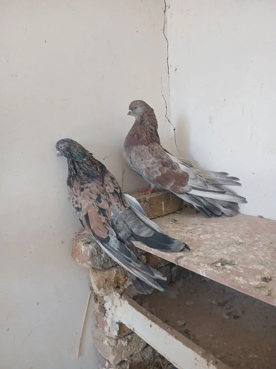 سرور|پرنده|هریس, |دیوار