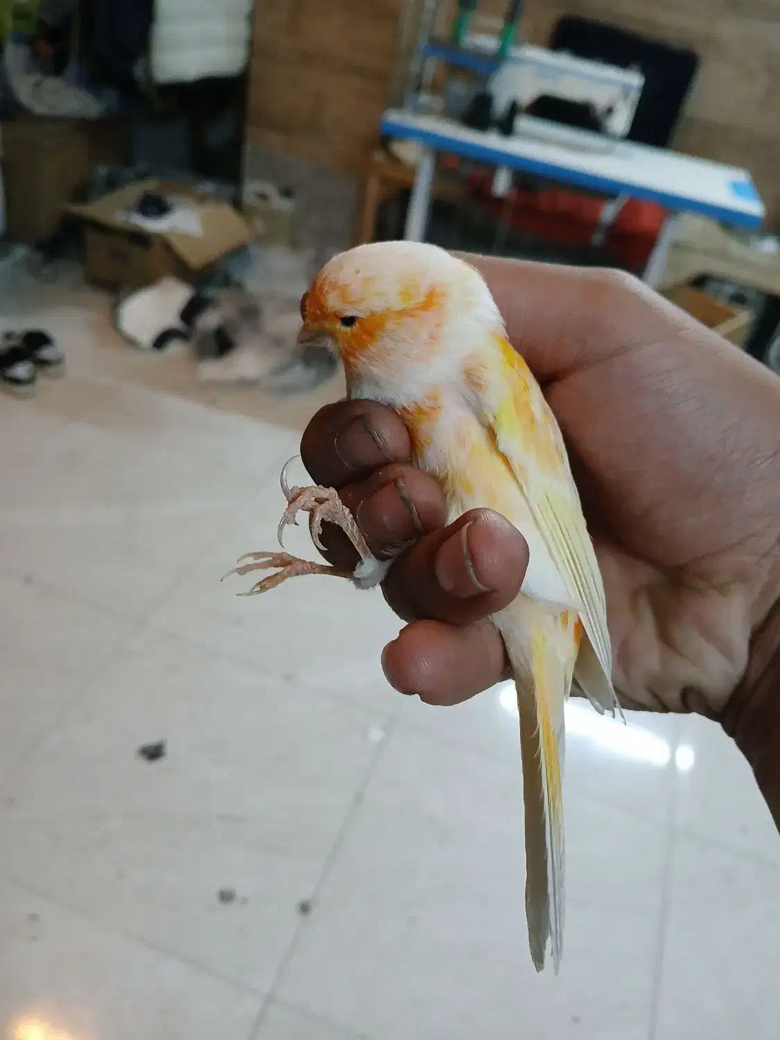 موزایکی|پرنده|قلقل رود, |دیوار