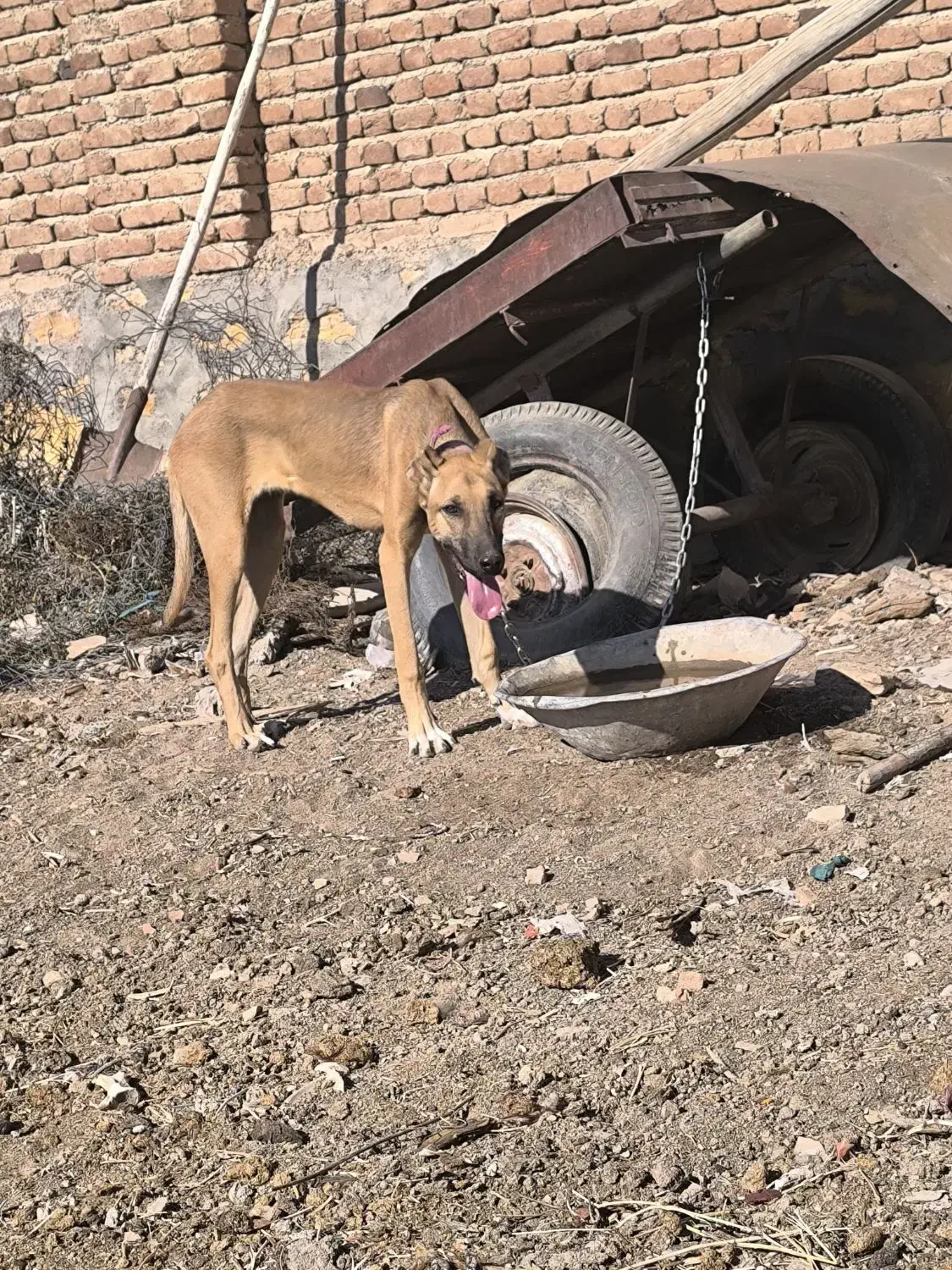 سگ ماده|سگ|گوگان, |دیوار