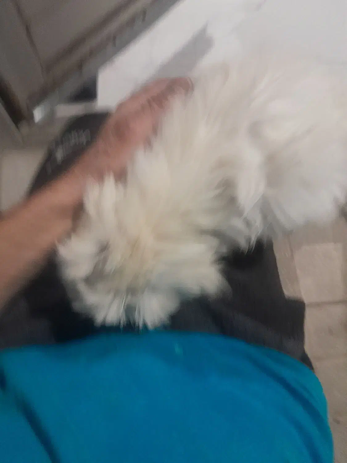 سگ تریر|سگ|زنجان, |دیوار