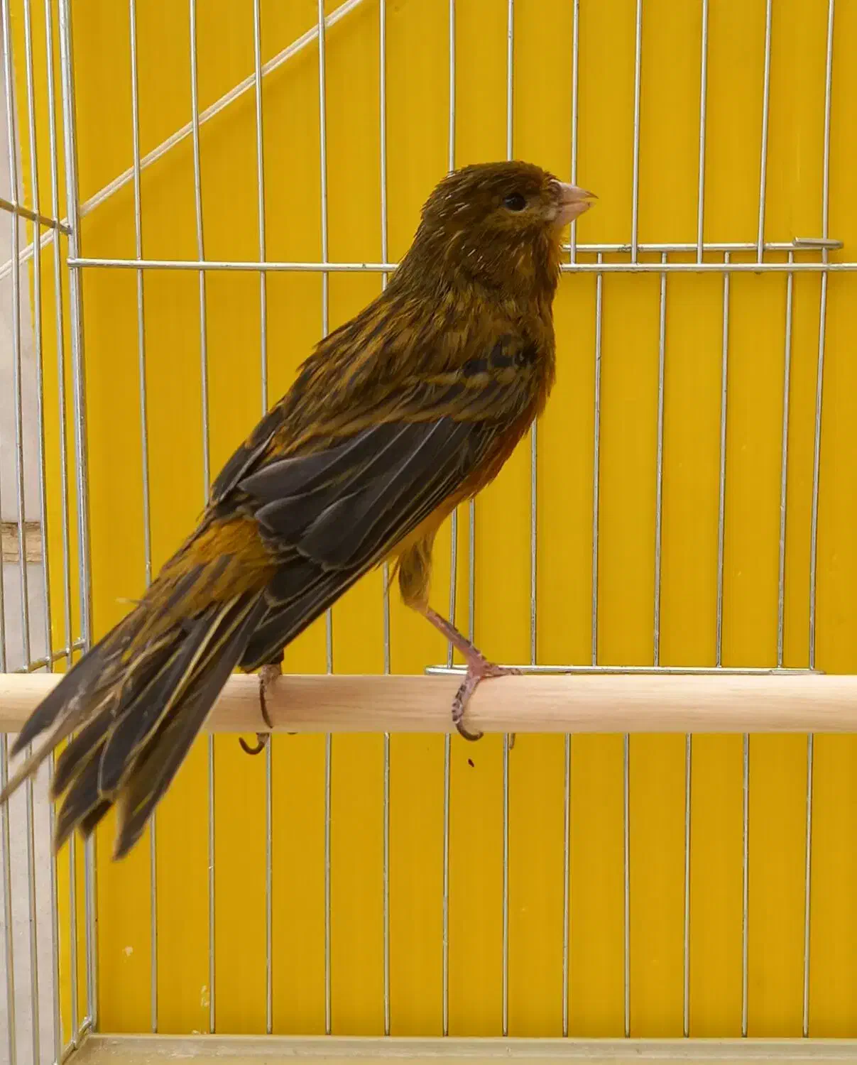 قناری نر قرص قلدر خوش دهن|پرنده|فردیس, فردیس|دیوار