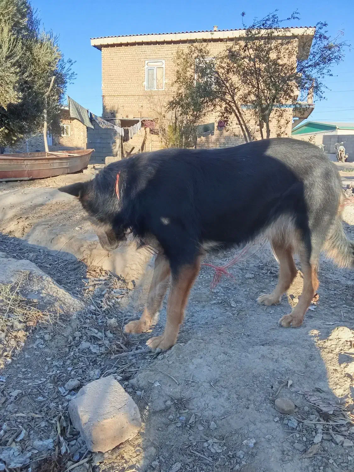 سگ هاسکی ژرمن.|سگ|گنبد کاووس, |دیوار