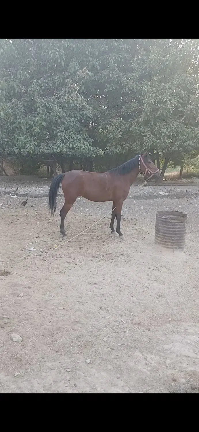 اسب مادیان|اسب و تجهیزات اسبسواری|خرمآباد, |دیوار