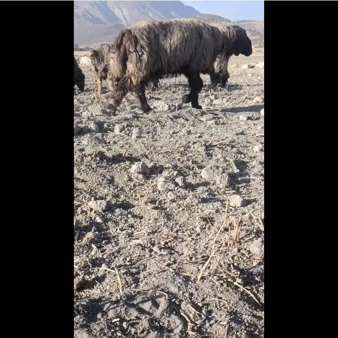 کاوه قوچ بختیاری|حیوانات مزرعه|ارژن, |دیوار