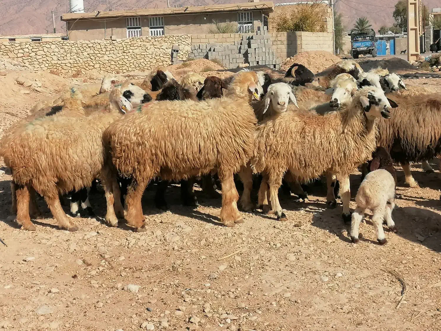 فروش 36گله میش داشتی ابستن و بره دار بختیاری|حیوانات مزرعه|کازرون, |دیوار