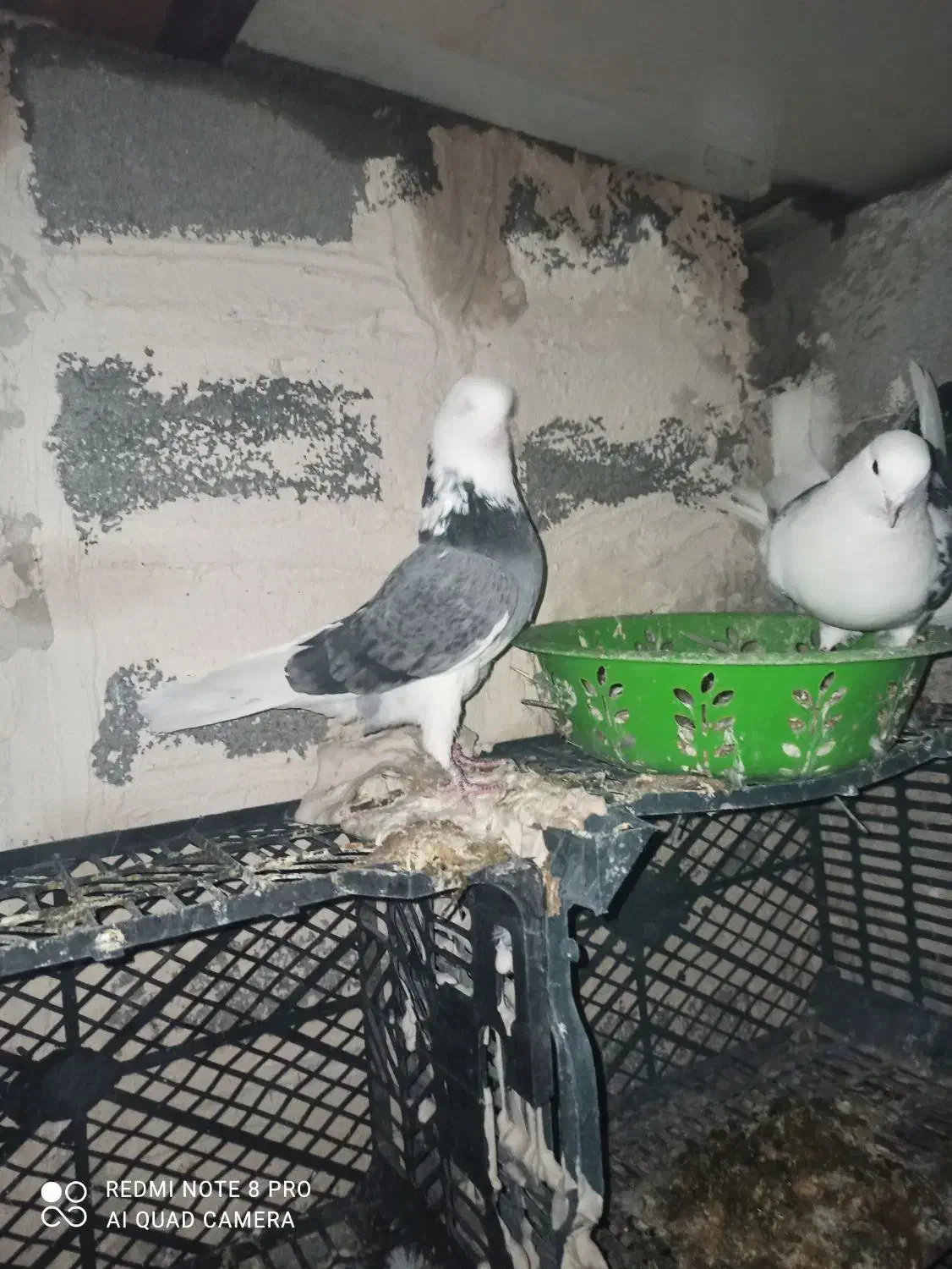 3عدد کبوتر یک نر دو ماده|پرنده|لاجان, |دیوار