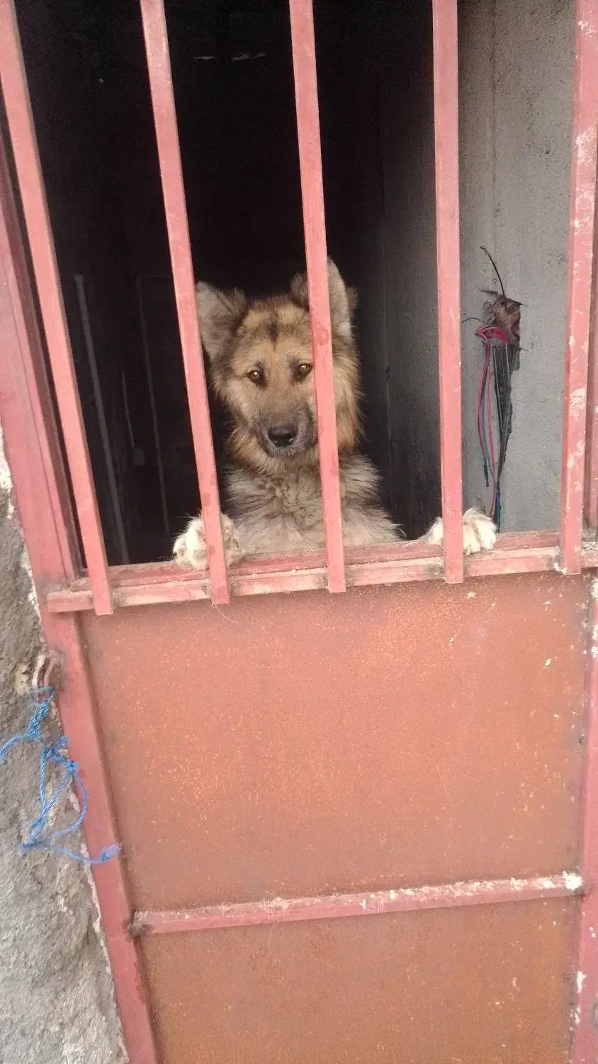 سگ ژرمن شولاین هیولا|سگ|قائم‌شهر, |دیوار