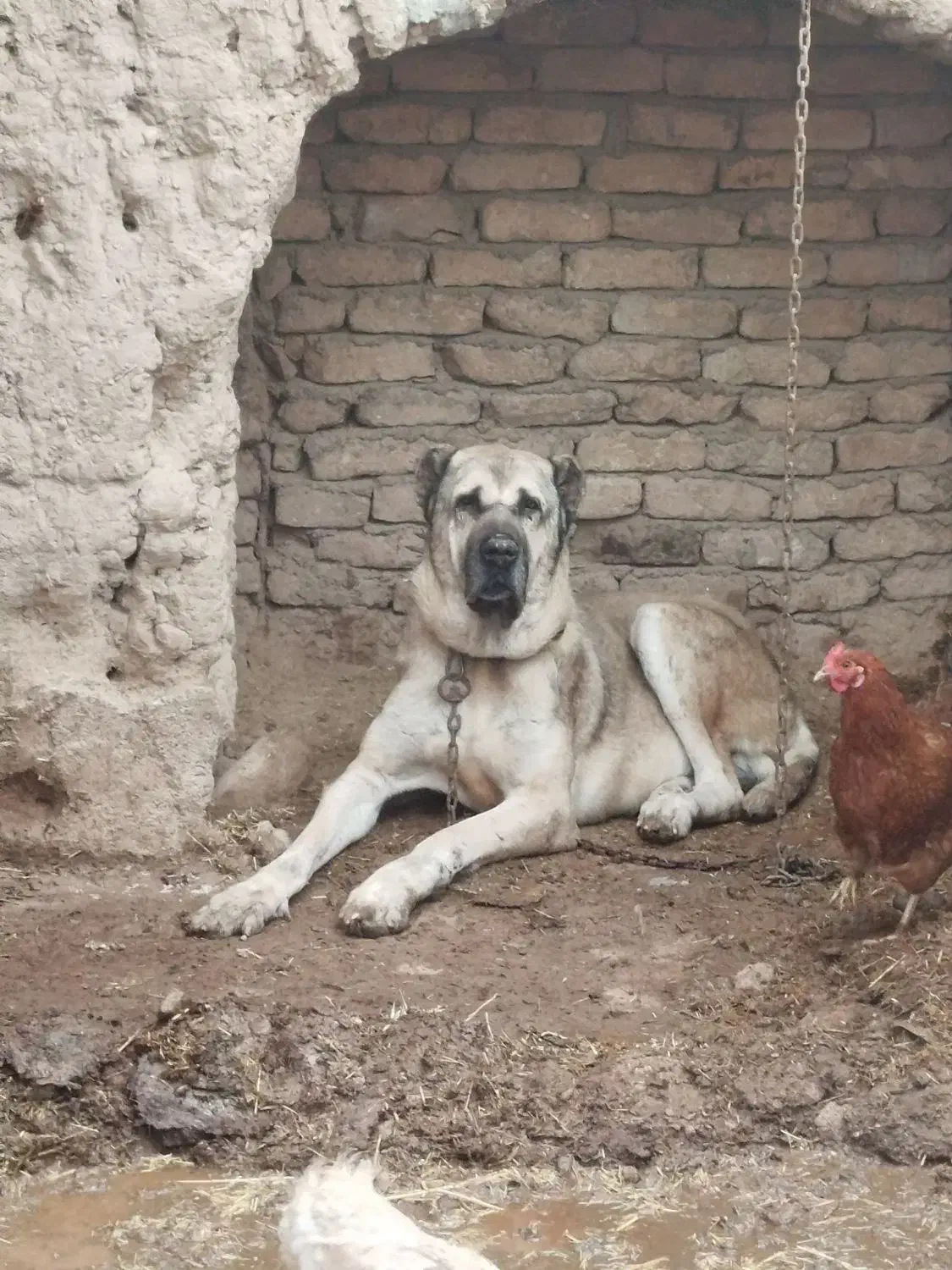 سگ سرابی|سگ|فیروزه, |دیوار