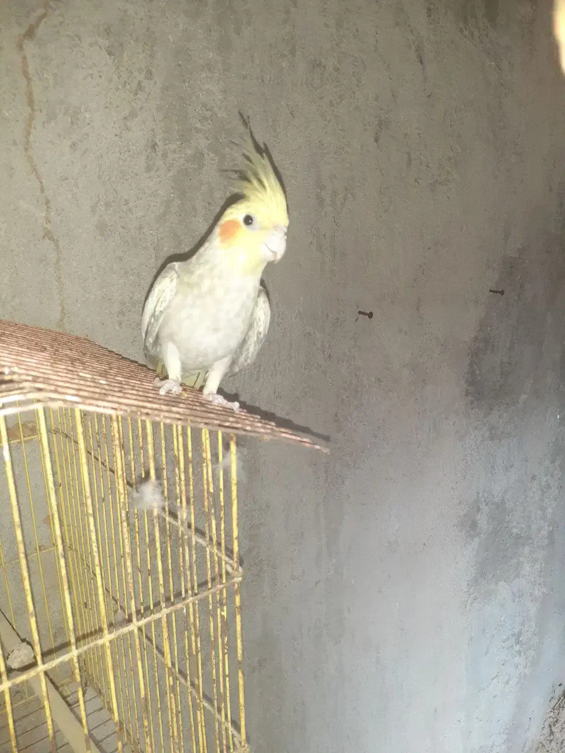 عروس هلندی مرواریدی ماده|پرنده|درگهان, |دیوار