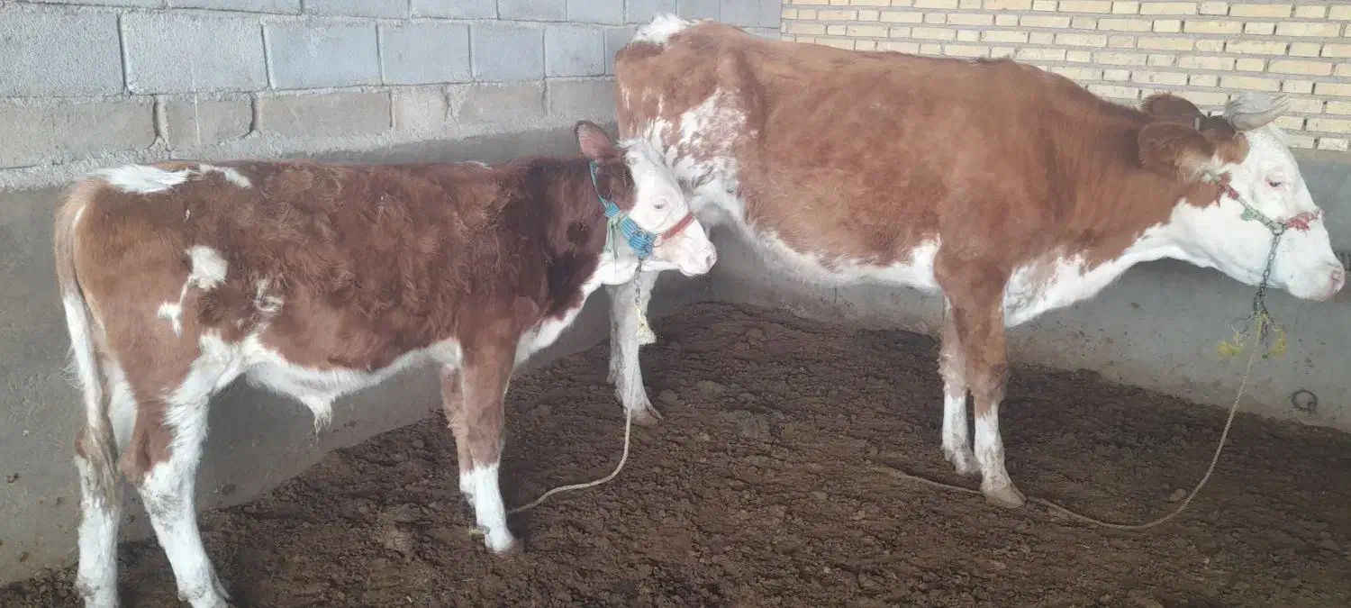 گوساله و گاو شیری|حیوانات مزرعه|باوی, |دیوار