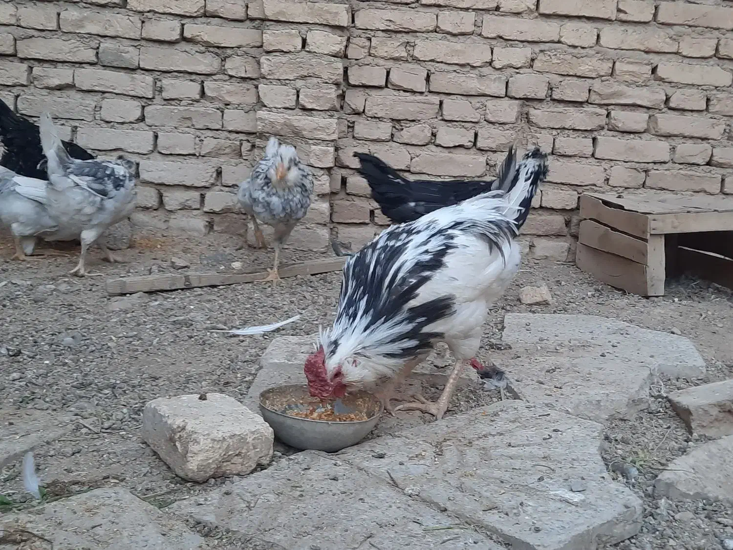 فروش تخم مرغ گلین|حیوانات مزرعه|شهرکرد, |دیوار