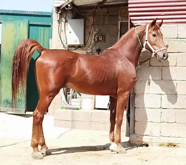 سواریدار سرو دم گیر|اسب و تجهیزات اسبسواری|سبزوار, ابارش|دیوار