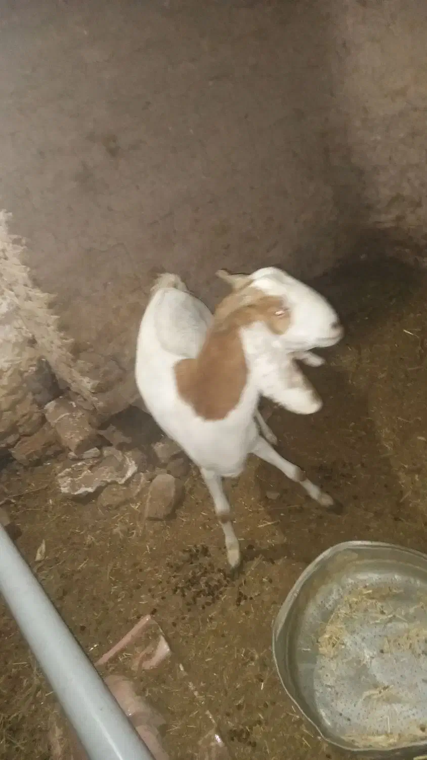 بز آبستن|حیوانات مزرعه|کشکوئیه, |دیوار