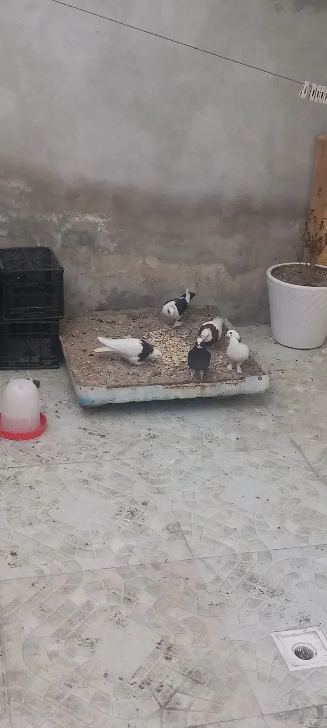 فروش ۵ کفتر به شرط|پرنده|شیراز, بازار|دیوار