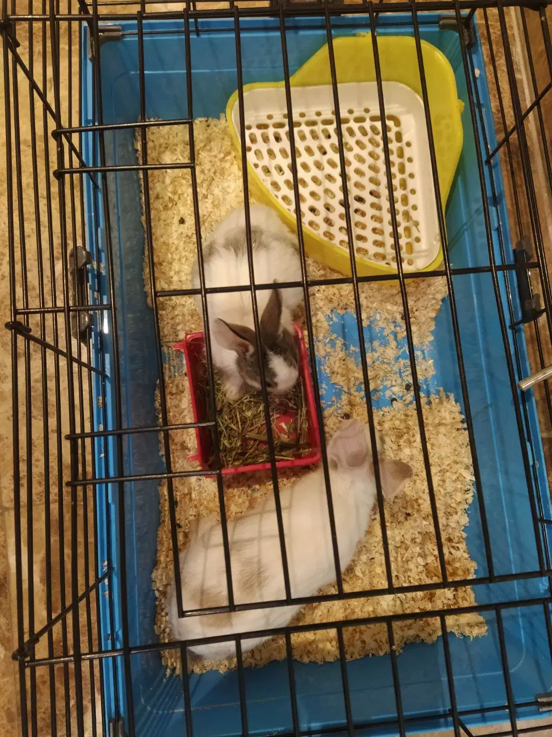 دو خرگوش زیبا|موش و خرگوش|تهران, اقدسیه|دیوار