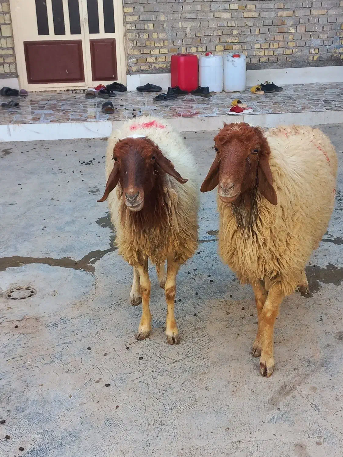 گوسفند|حیوانات مزرعه|اهواز, فتح|دیوار