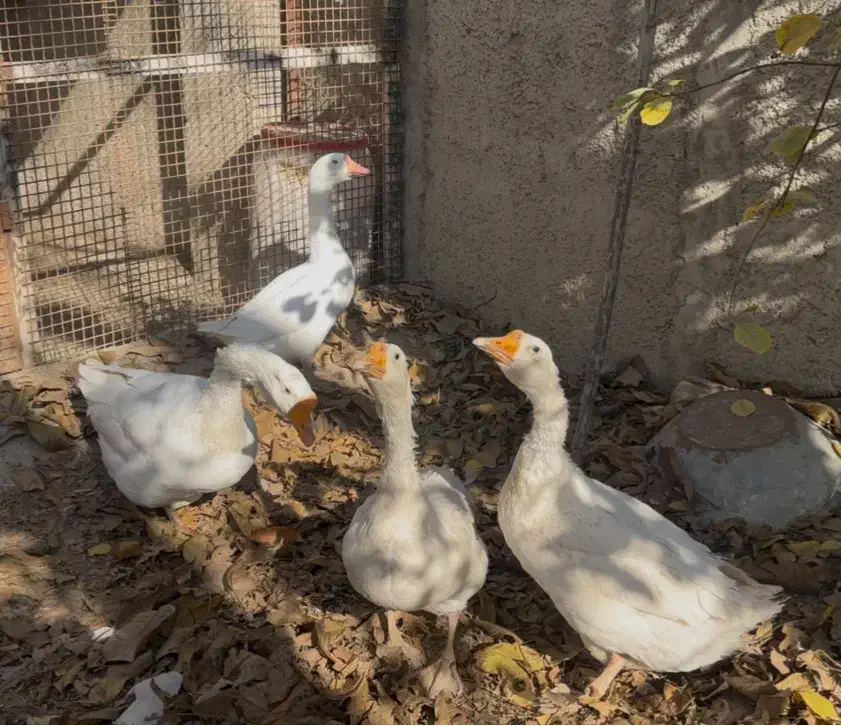 قوغاز لیندا|حیوانات مزرعه|کوهسار (البرز), |دیوار