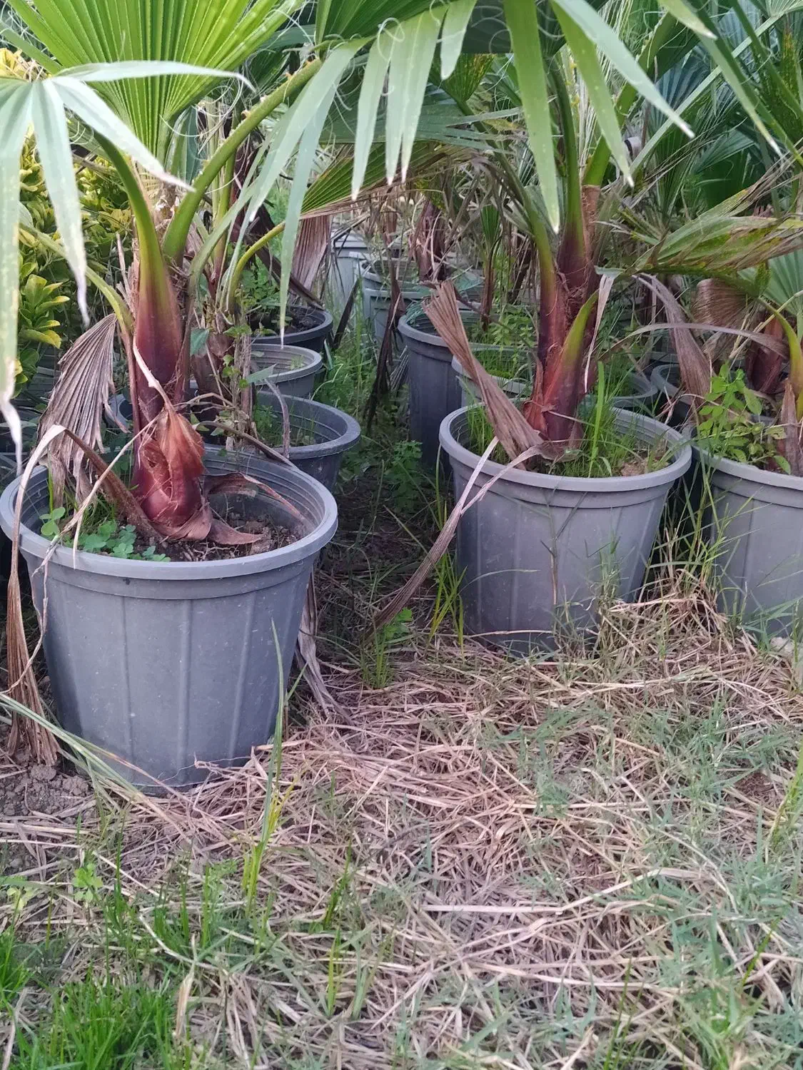 پالم واشنگتن|گل و گیاه طبیعی|کلاچای, |دیوار