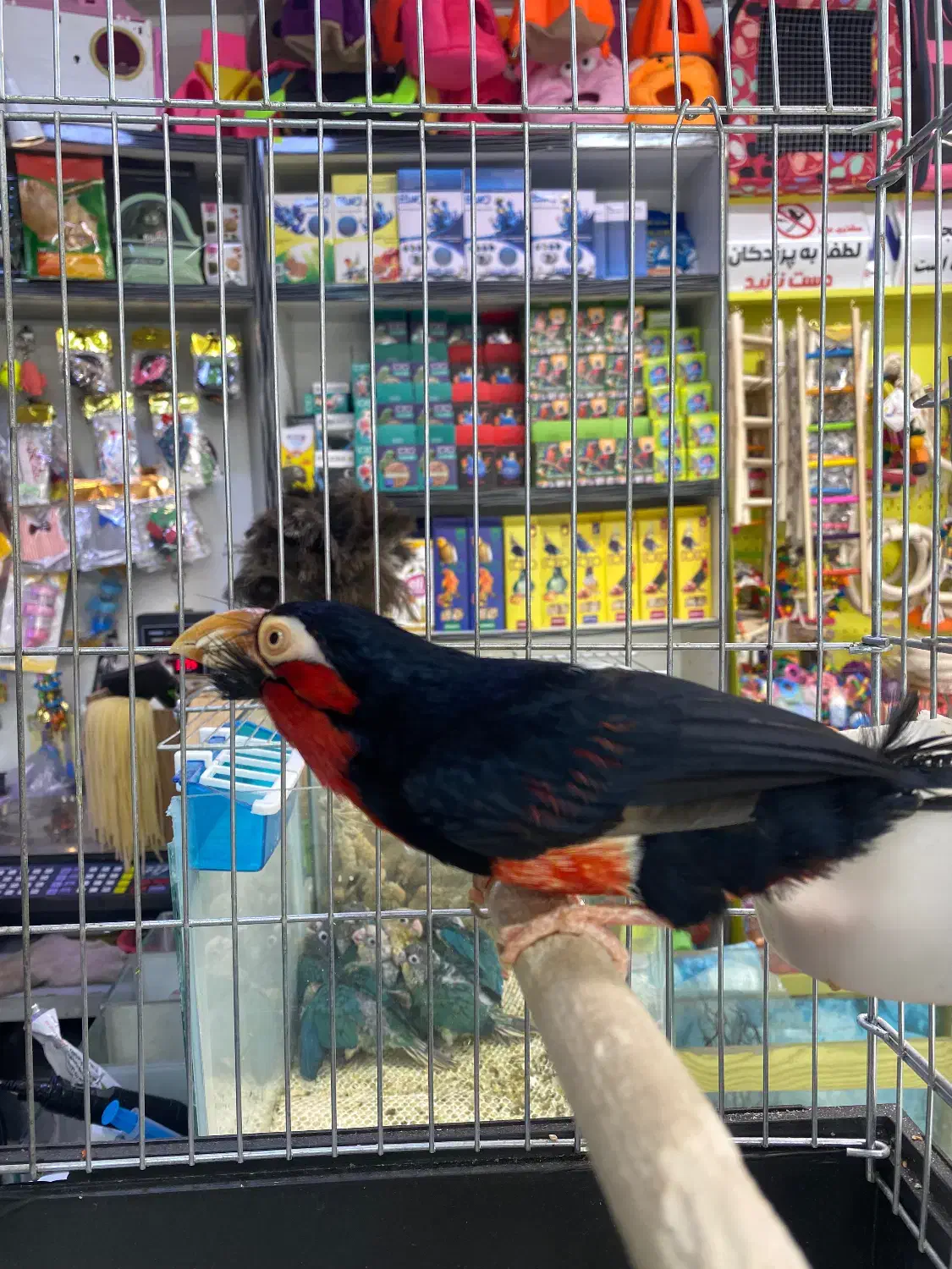 طوطی باربت ریش دار|پرنده|تهران, مجیدآباد|دیوار