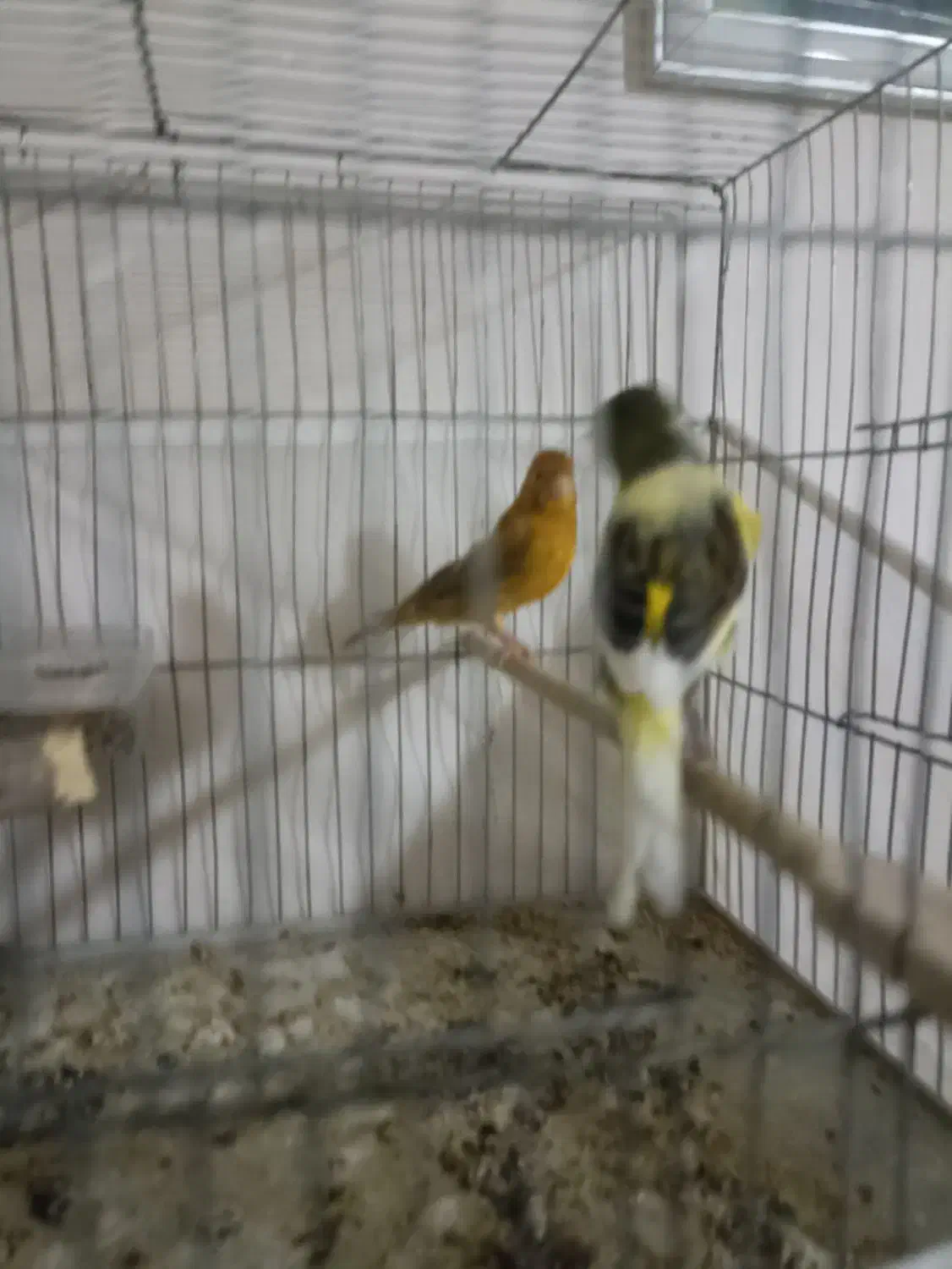 قناری نر و ماده|پرنده|تبریز, |دیوار