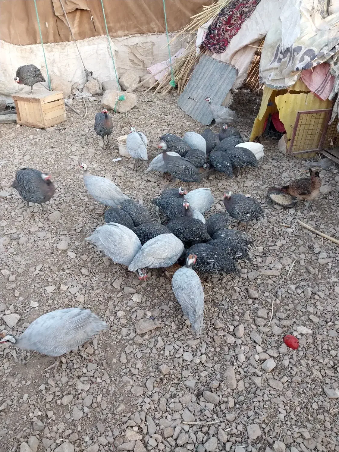 مرغ شاخدار|حیوانات مزرعه|بولی, |دیوار