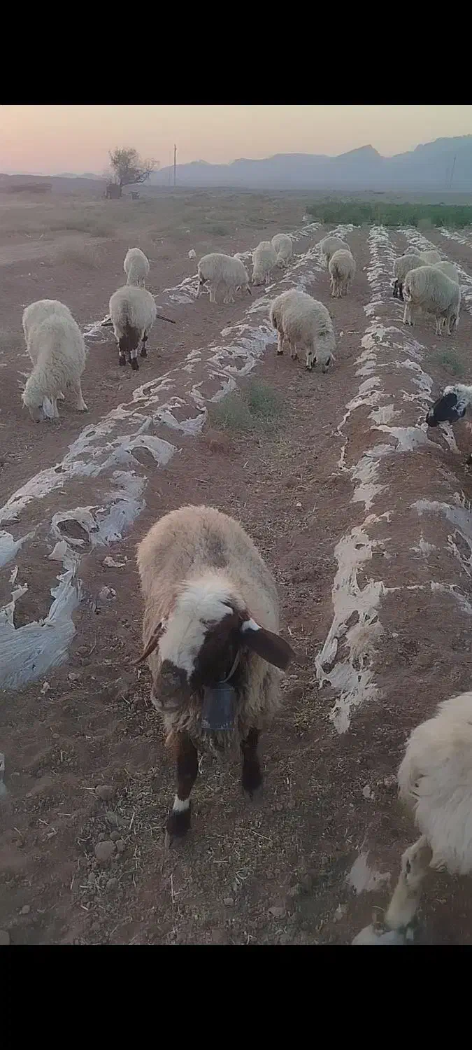 سلام 20جفت میش جفتی 30|حیوانات مزرعه|شهرضا, |دیوار