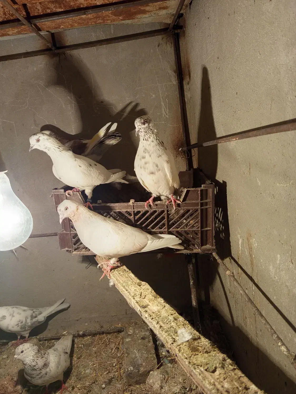 قناری|پرنده|پاکدشت, پاکدشت (مامازند)|دیوار