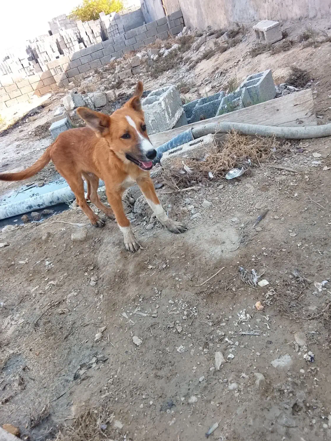 سگ نگهبان|سگ|ریگ, |دیوار