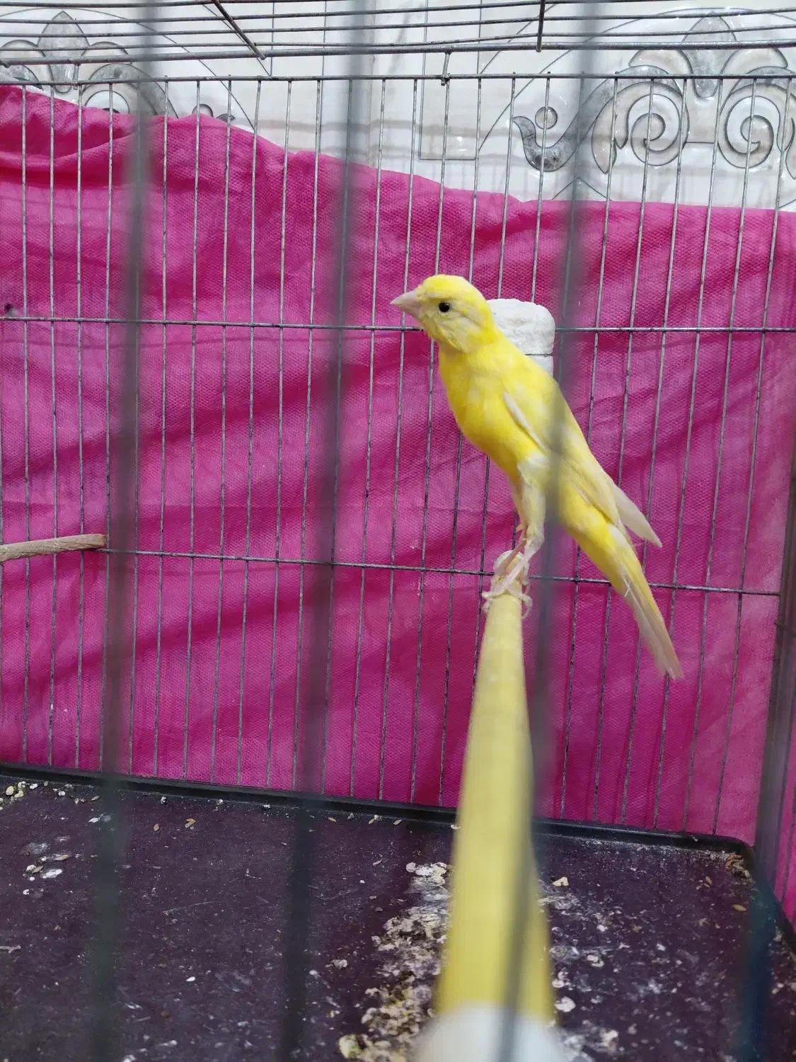 قناری نرطلایی یسر|پرنده|الوند, |دیوار