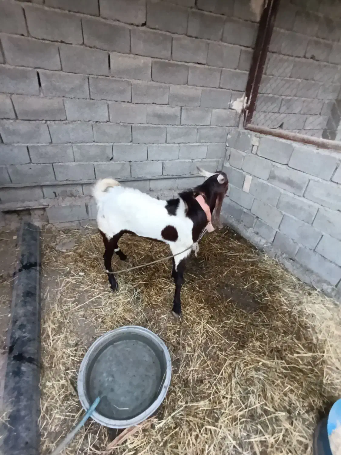 بز نر افغانی|حیوانات مزرعه|بندر ماهشهر, |دیوار