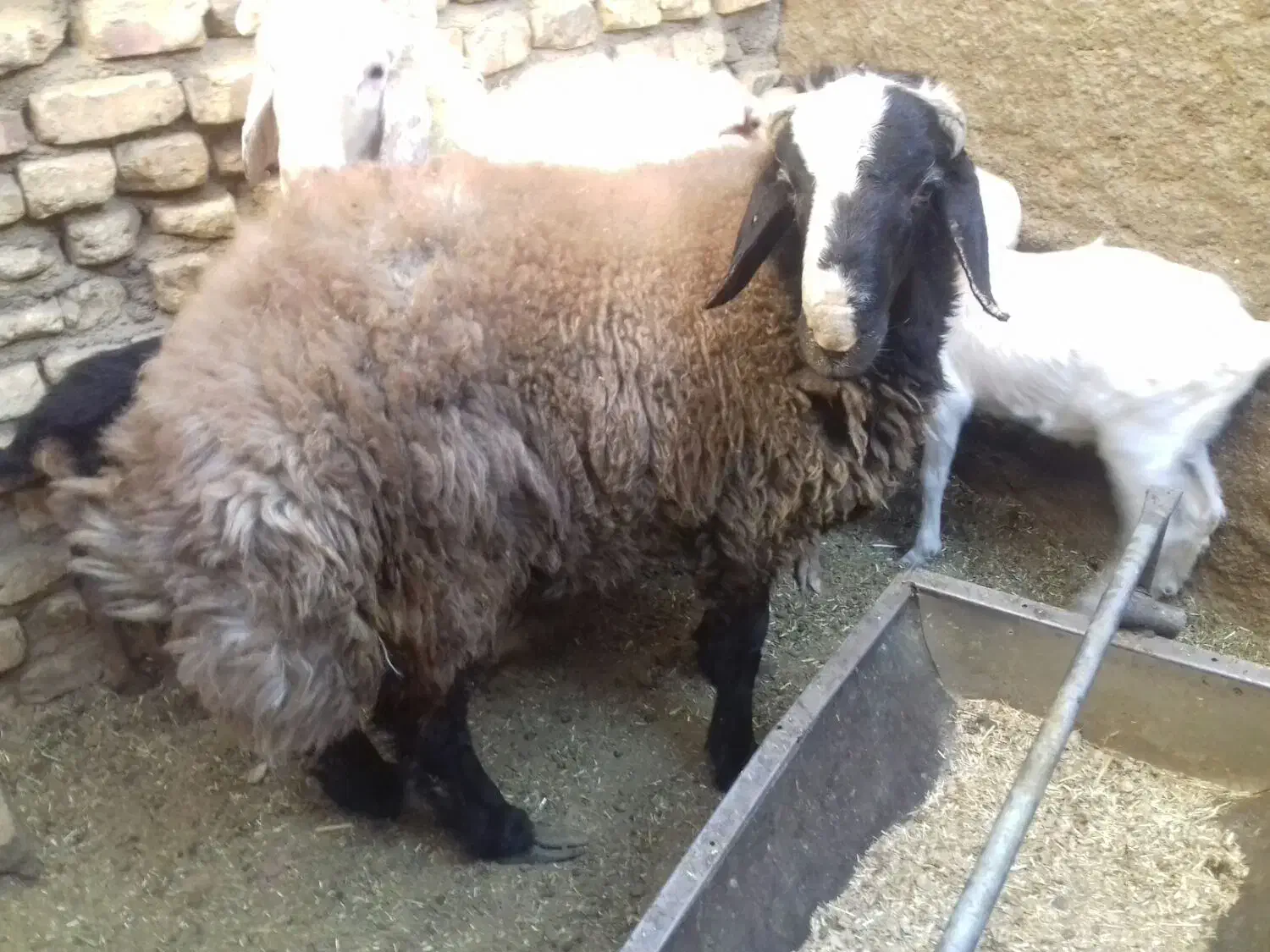 بره نر|حیوانات مزرعه|مهریز, |دیوار