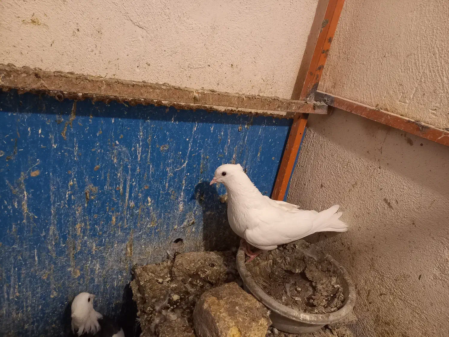 دوتا نر باهم ۳۵۰ کوثر در خدمتم|پرنده|شاهرود, |دیوار