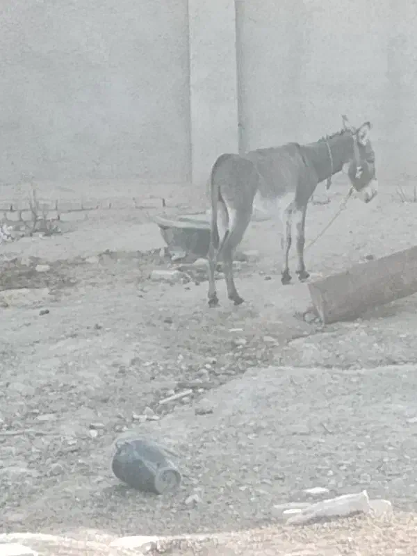 خر.|حیوانات مزرعه|تربت‌حیدریه, بالا ولایت|دیوار