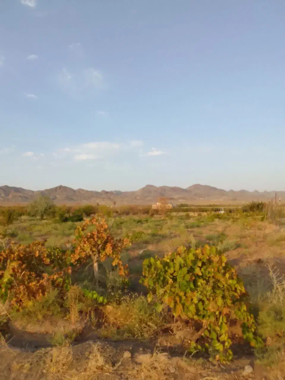 باغ کشاورزی|فروش دفتر صنعتی، کشاورزی، تجاری|سبزوار, رباط|دیوار