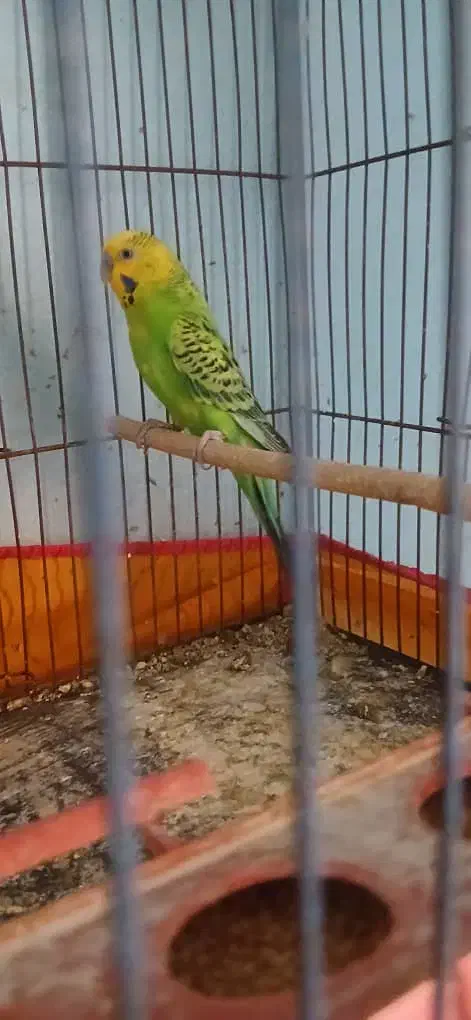 دوجفت مرغ عشق|پرنده|مسجد سلیمان, |دیوار